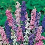 Rocket Larkspur Flower Seeds for Planting - NON GMO Seeds Dhara Seeds