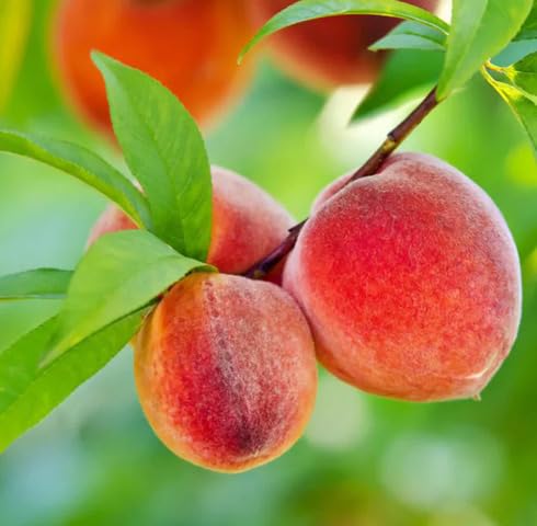 Red Peach Fruit - Heirloom, Non - Gmo Seeds