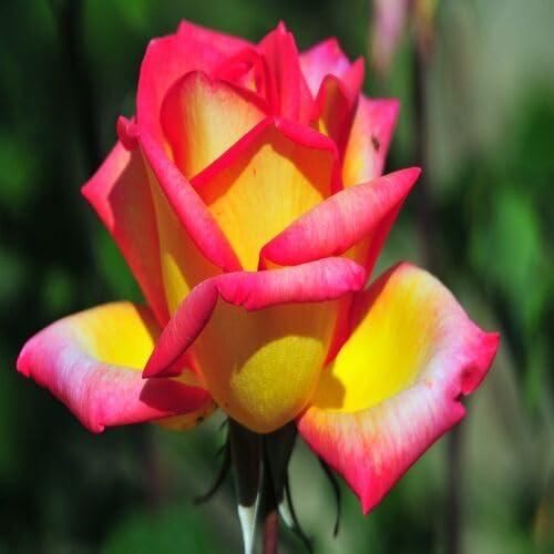 Pink Yellow Rose Flower - Heirloom, Non - Gmo Seeds