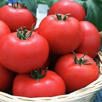 Tomato Seeds for Planting Dark Pink