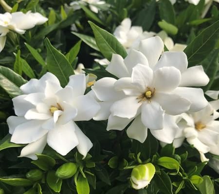 Jasmine Flower