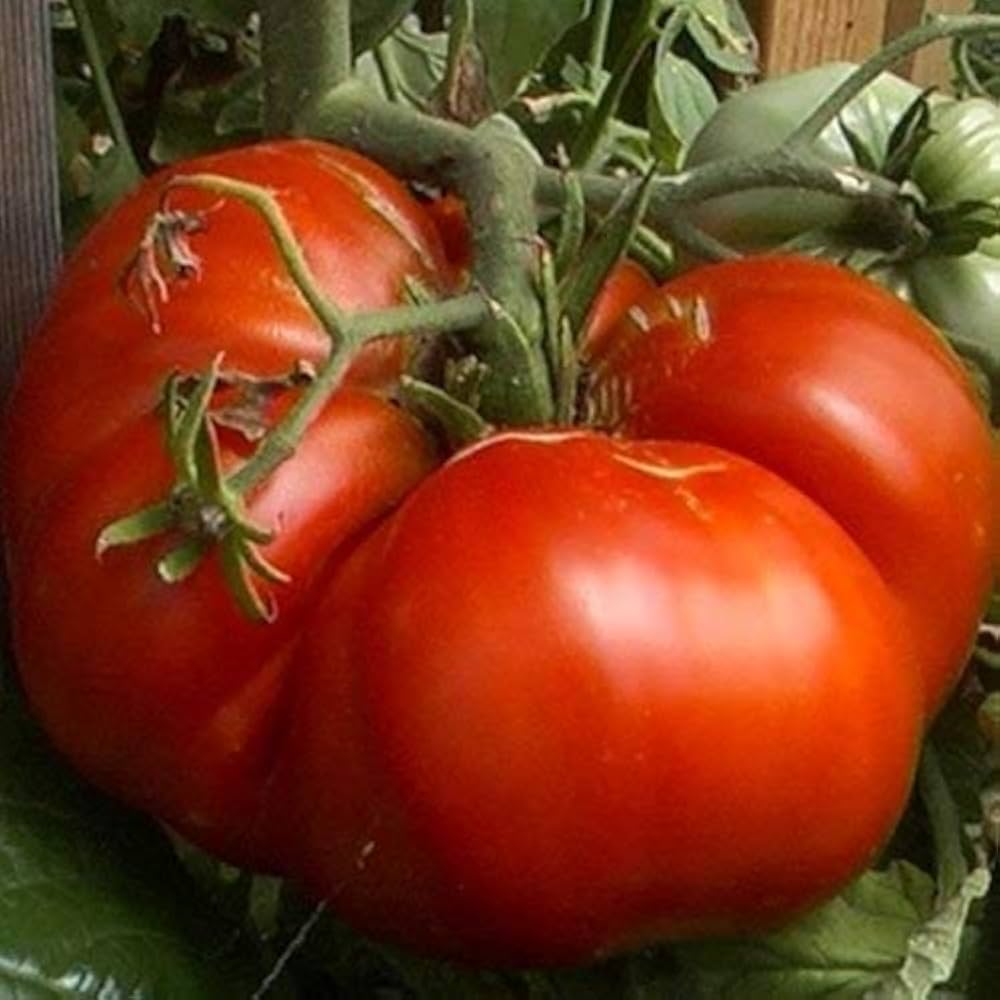Tomato Solanum Lycopersicum Giant Vegetable Seeds for Planting – Large Fruit Variety for Backyard Garden and Slicing