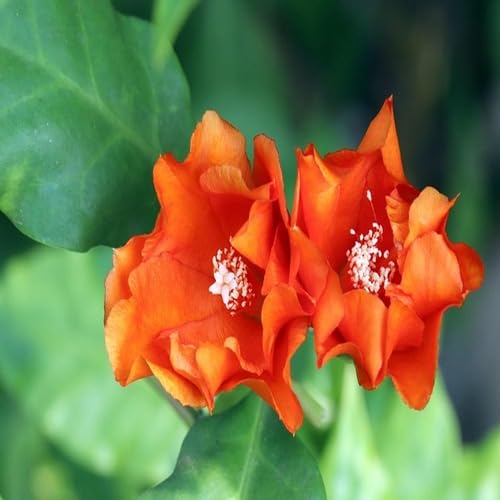 Orange Pereskia Flower - Heirloom, Non - Gmo Seeds