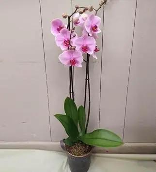 Cymbidium Flower Seeds for Garden Planting - NON GMO Seeds Dhara Seeds