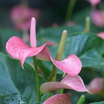 Heirloom Non-GMO Anthurium Flower Seeds for Planting – Baby Pink Exotic Blooms