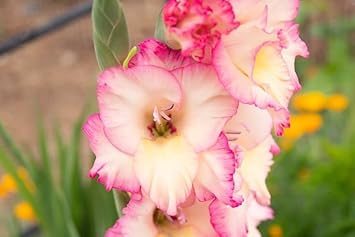 Heirloom Non-GMO Gladiolus Flower Seeds for Planting – White and Pink Blooms for Elegant Cutting Gardens for planting in your garden.