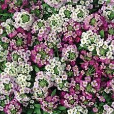 Alyssum Perennial Flower Seeds – Heirloom, Non-GMO Seeds for Planting Dhara Seeds