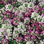Alyssum Perennial Flower Seeds – Heirloom, Non-GMO Seeds for Planting Dhara Seeds