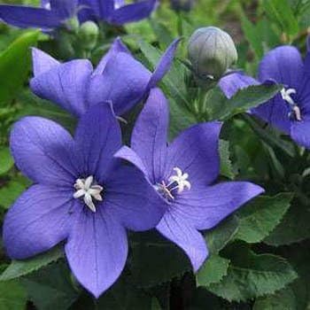 Blue Platycodon Balloon Flower Seeds