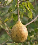 Brown Aegle marmelos fruit seeds