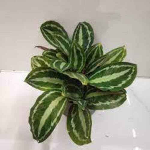 Green Calathea