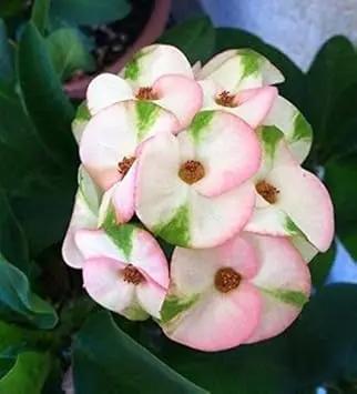 Organic Mixed Crown of Thorns Plant Seeds for Planting – Heirloom, Non-GMO for planting in home garden