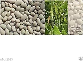 San Felipe Pueblo White Tepary Beans Phaseolus - Heirloom, Non - Gmo Seeds