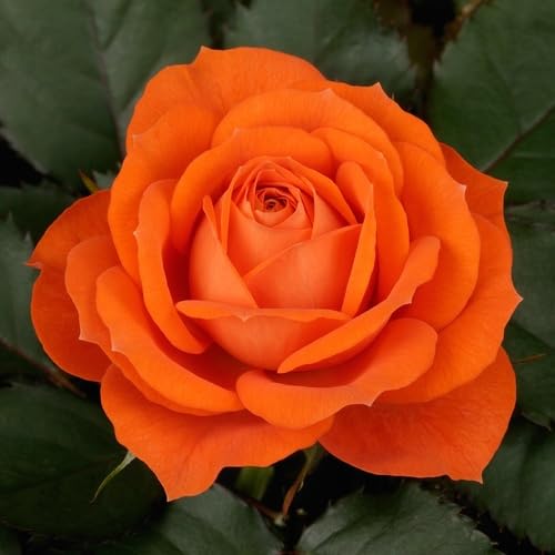 Orange Rose Flower - Heirloom, Non - Gmo Seeds