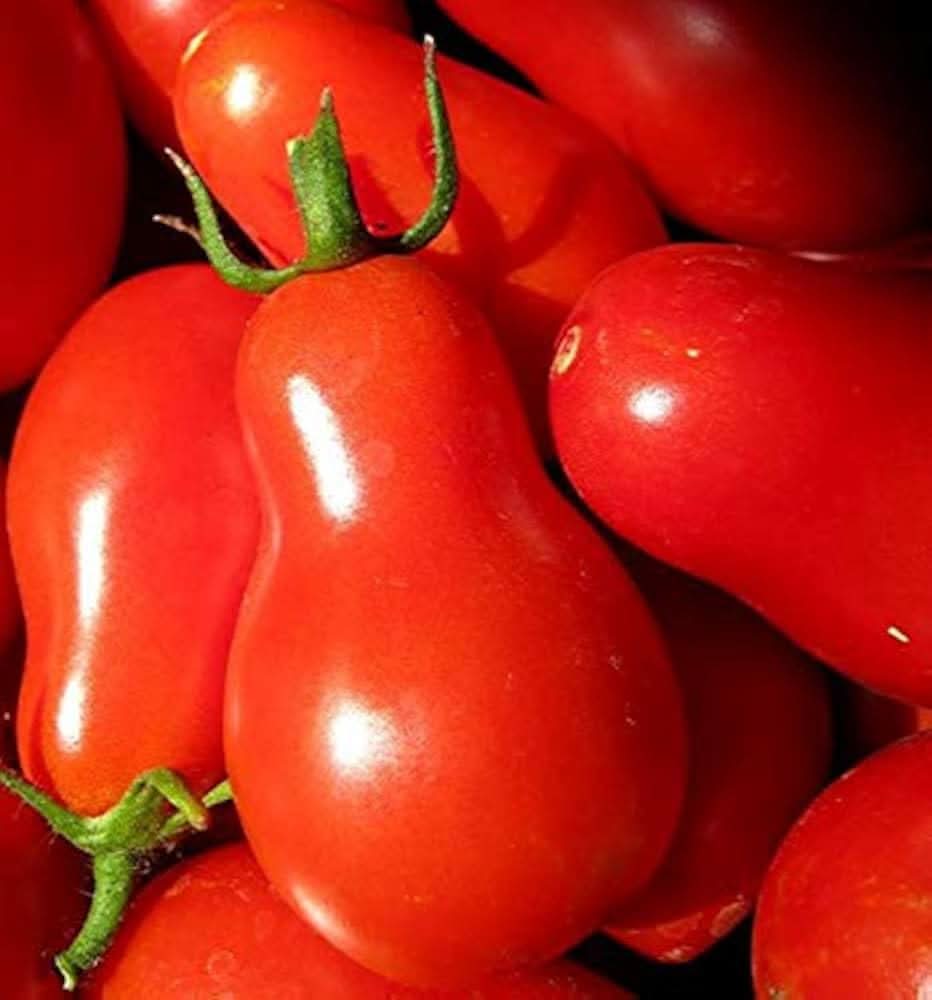 Anhui Red Pear Tomato seeds for vibrant, pear-shaped tomatoes with a rich, tangy flavor for fresh dishes and sauces