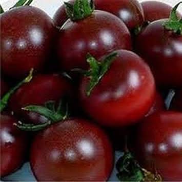 Tomato Seeds for Planting, Maroon