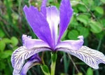 Japanese Iris Flower Seeds for Planting - NON GMO Seeds for planting in home garden