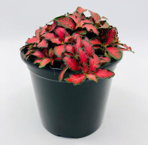 Pink Green Fittonia - Heirloom, Non - Gmo Seeds