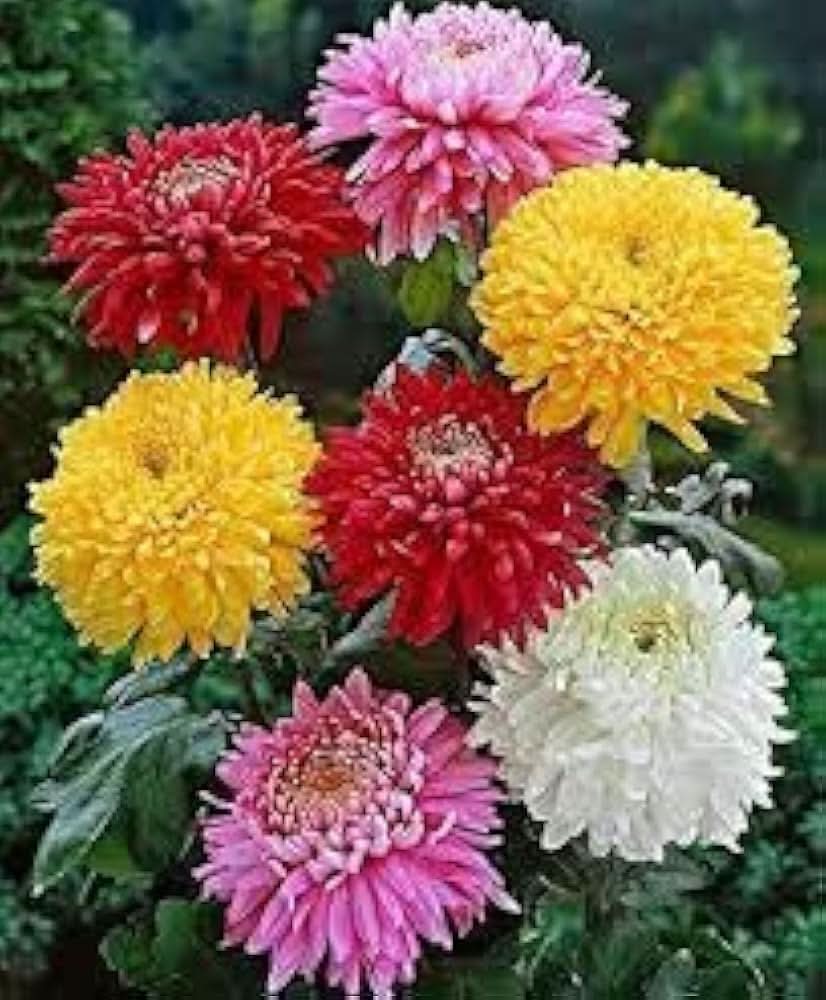 Chrysanthemum Morifolium Flower Seeds for Planting in home garden borders and flower beds