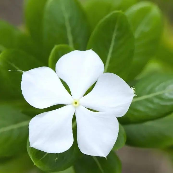 non-gmo-vinca-seeds-for-garden

