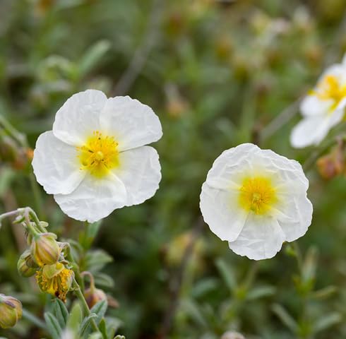 White Helianthemum Flower - Heirloom, Non - Gmo Seeds