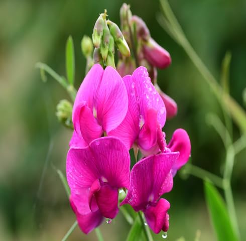 Pink Lathyrus Flower - Heirloom, Non - Gmo Seeds