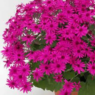 Senetti Pericallis Flower - Heirloom, Non - Gmo Seeds