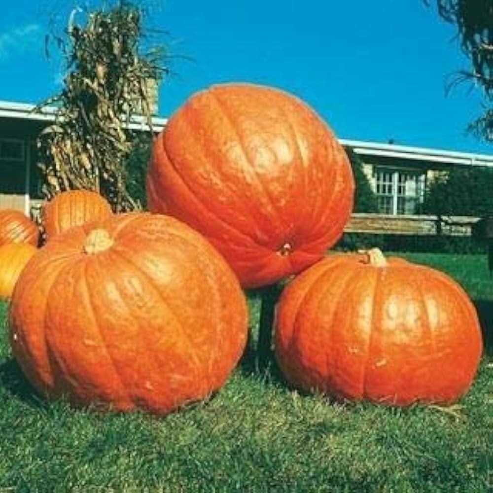 Big Max pumpkins from heirloom non-GMO seeds with giant round orange fruits