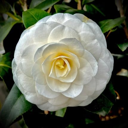 Camellia Flower - Heirloom, Non - Gmo Seeds