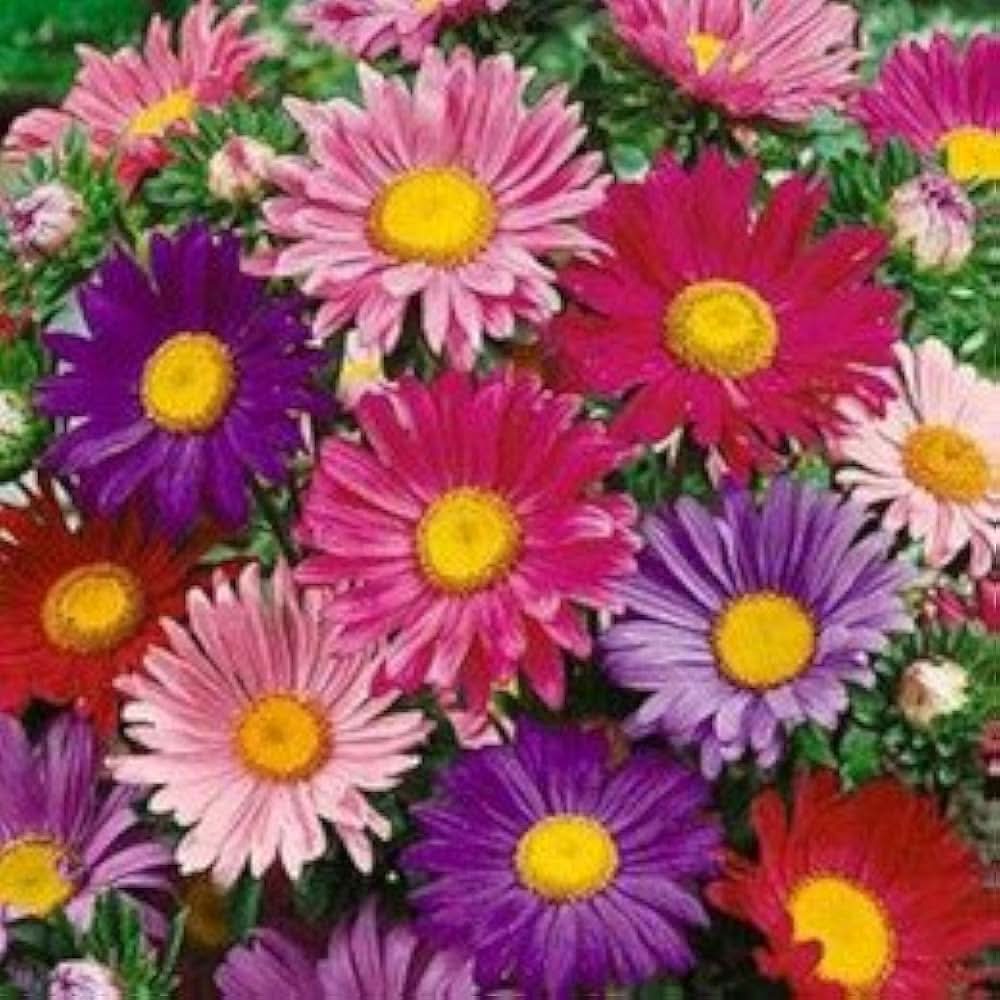 Aster Callistephus chinensis Flower Seeds for Planting in home garden and pots