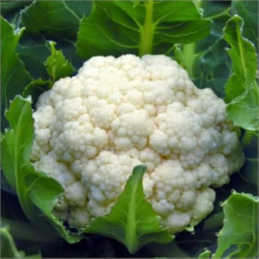Mid Early Maturity Cauliflower Good Adaptability For Sowing – Heirloom, Non-GMO, High Germination Organic Garden Seeds
