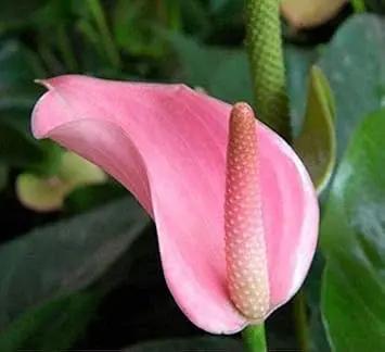 Heirloom Non-GMO Anthurium Andraeanum Flower Seeds for Planting – Pale Pink Exotic Blooms for planting in home garden