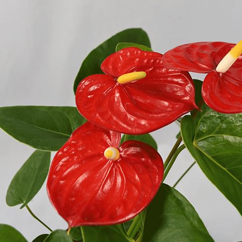 Anthurium - Heirloom, Non - Gmo Seeds