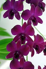 Dark Purple Dendrobium Flower Seeds for Planting - 100 seeds for planting in home garden