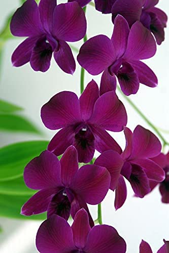 Dark Purple Dendrobium Flower Seeds for Planting - 100