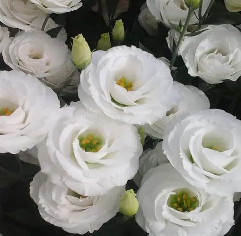 White Eustoma Flower