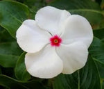 white-vinca-flower-seeds-planting-guide

