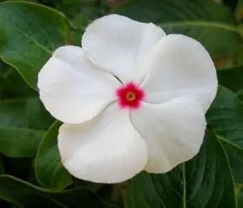 white-vinca-flower-seeds-planting-guide

