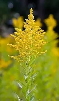 Goldenrod Flower Seeds for Planting - NON GMO Seeds Dhara Seeds