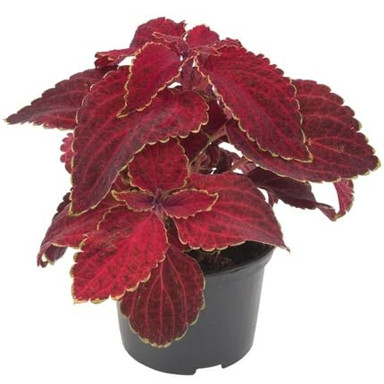 Coleus