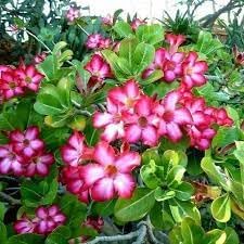 Adenium Obesum Flower Seeds for Planting – Fresh, Organic, Heirloom, Non-GMO Desert Rose Seeds