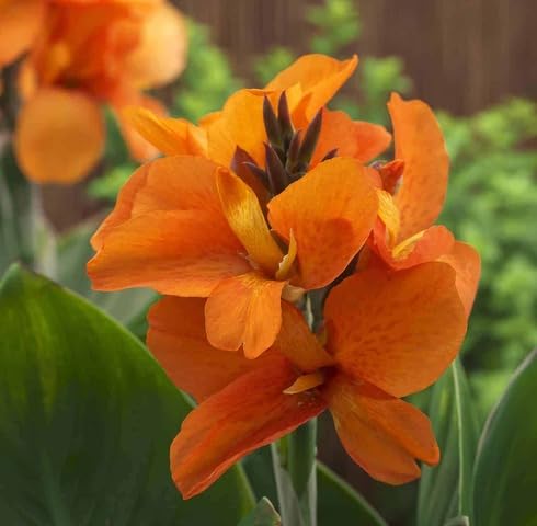 Orange Canna Lily Flower - Heirloom, Non - Gmo Seeds