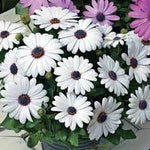 White Osteospermum Flower Seeds, Heirloom, Non-GMO Seeds for Planting for planting in your garden.
