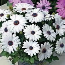 White Osteospermum Flower Seeds, Heirloom, Non-GMO Seeds for Planting for planting in your garden.
