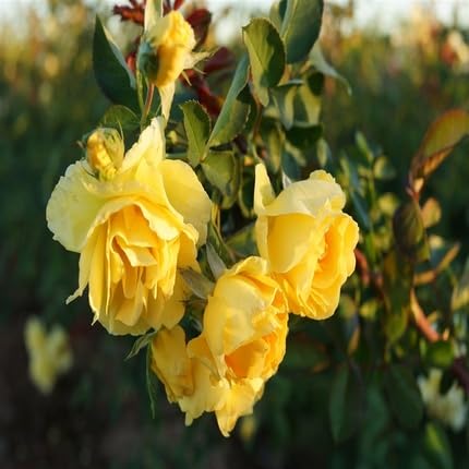 Climbing Rose Flower - Heirloom, Non - Gmo Seeds