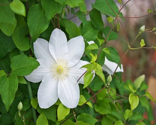 White Clematis Flower - Heirloom, Non - Gmo Seeds