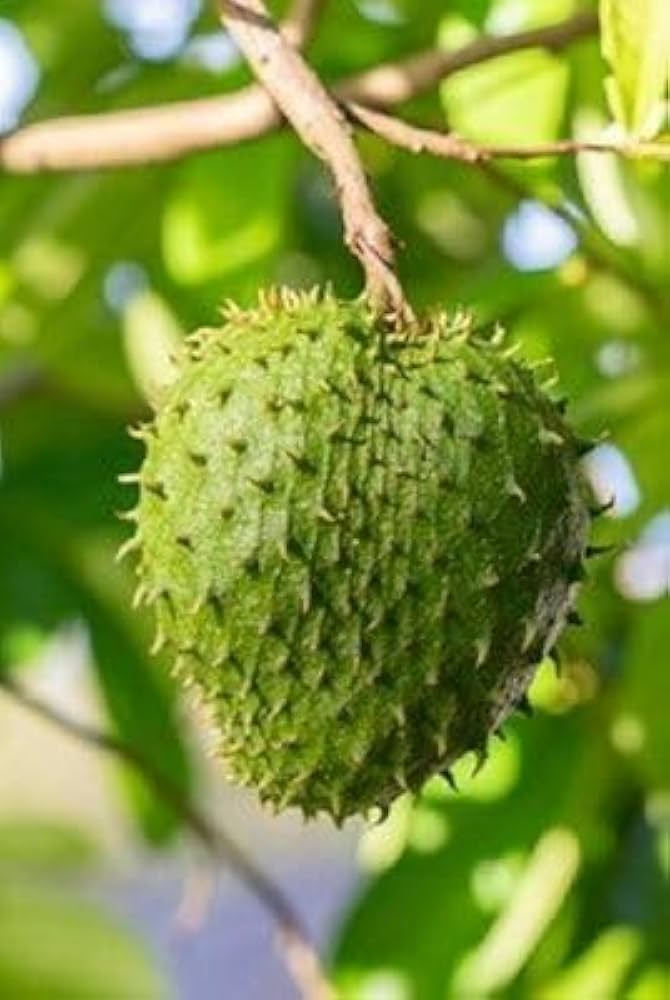 Graviola Seeds for Planting Annona muricata for tropical gardens and home orchards