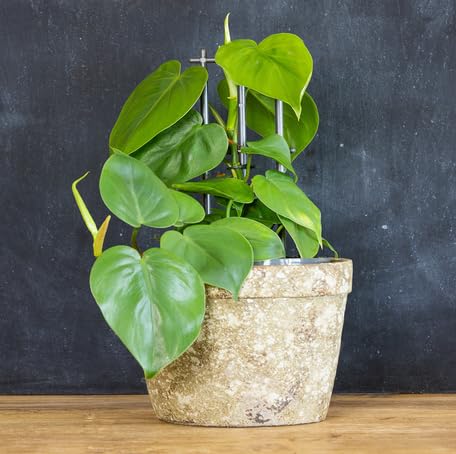 Green Philodendron - Heirloom, Non - Gmo Seeds