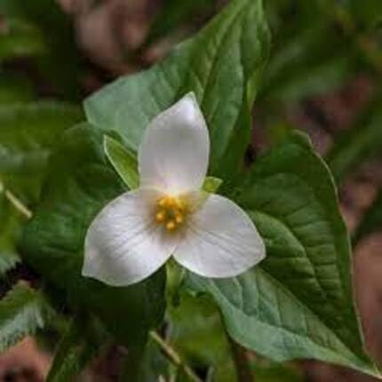 White Trillium Ovatum Flower - Heirloom, Non - Gmo Seeds