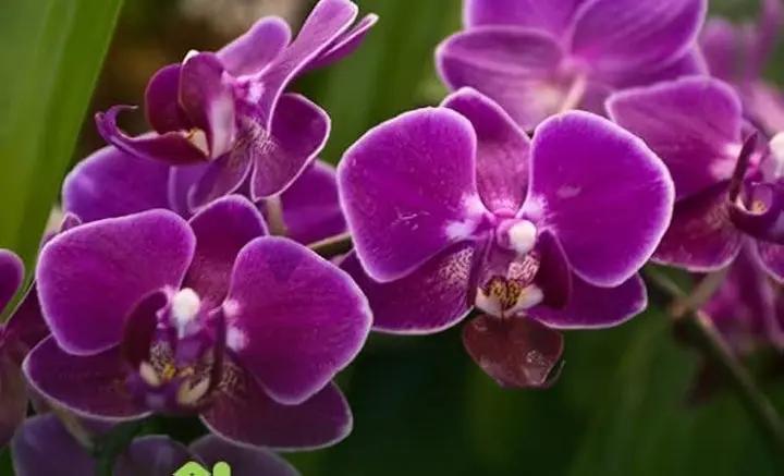 Purple Butterfly Orchid Seeds for Planting - NON GMO Seeds Dhara Seeds
